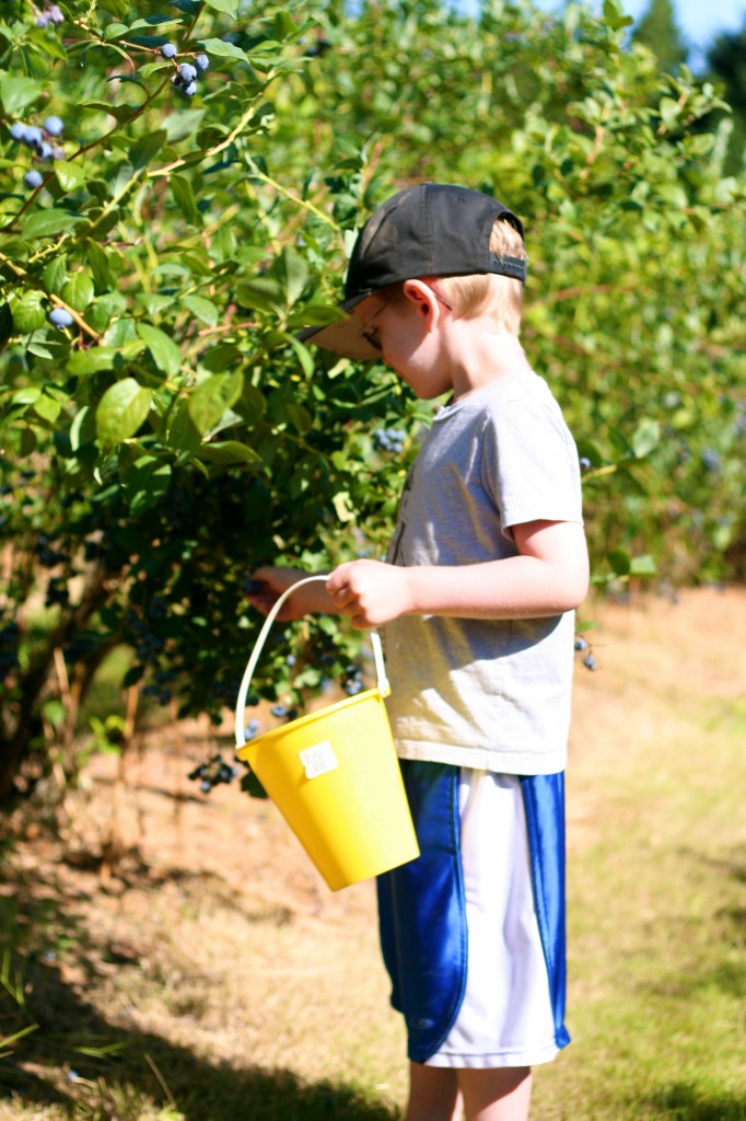 boy blueberry picking