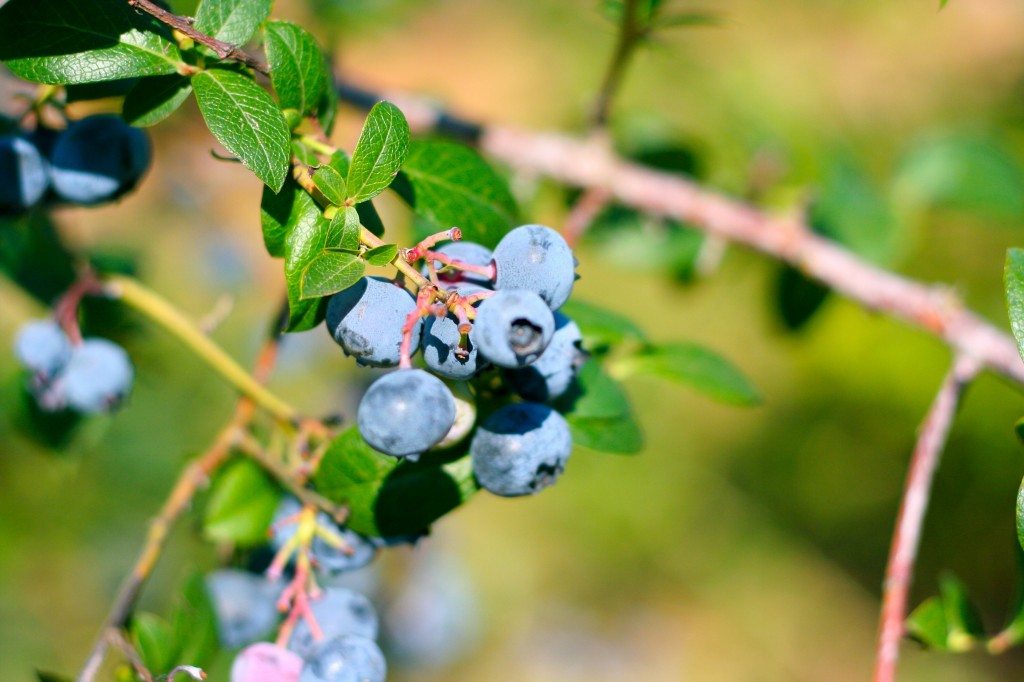 blueberry bush