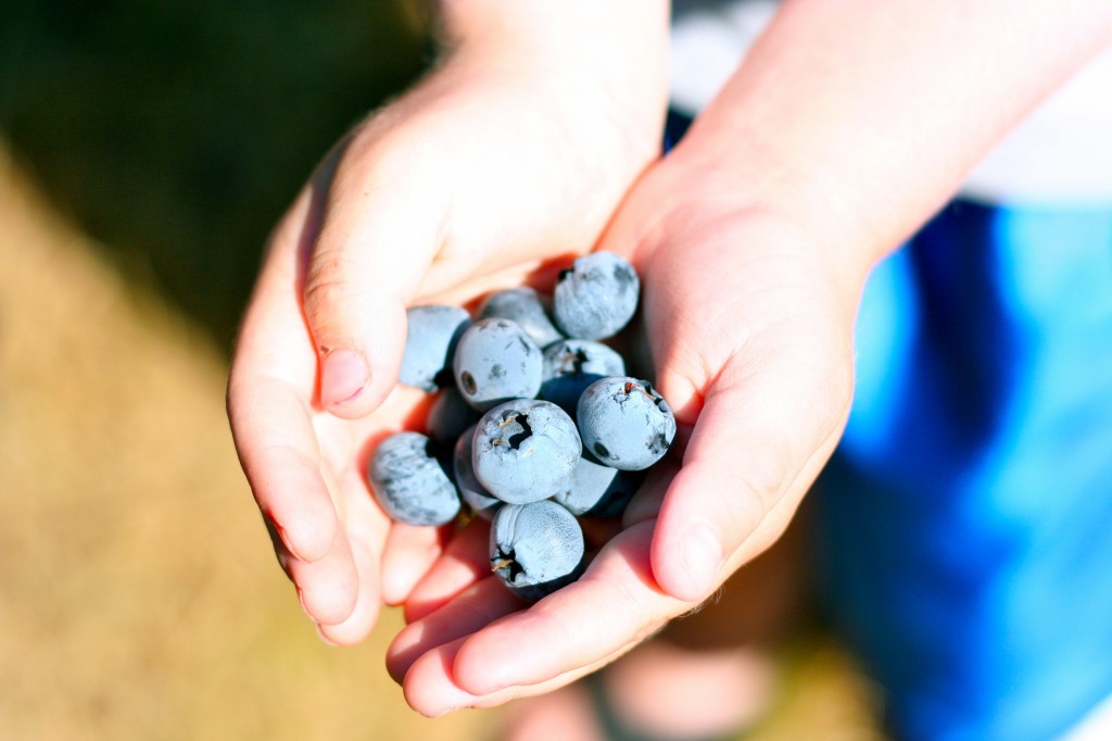 blueberries in hand