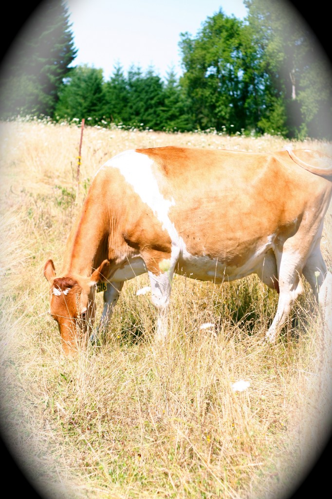 friendly milk cow