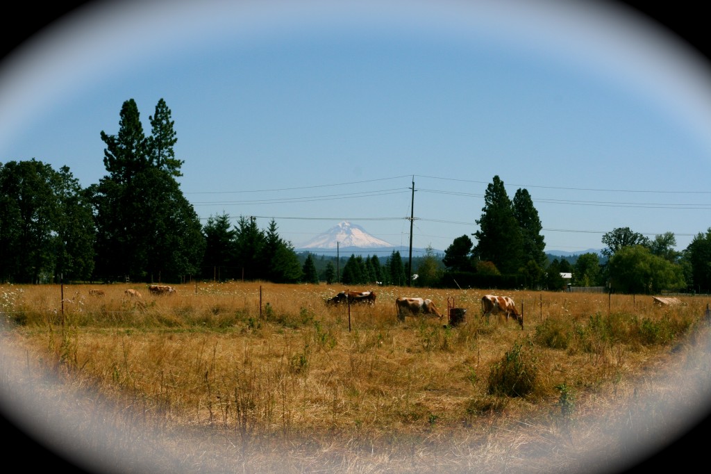 cows and mt. hood