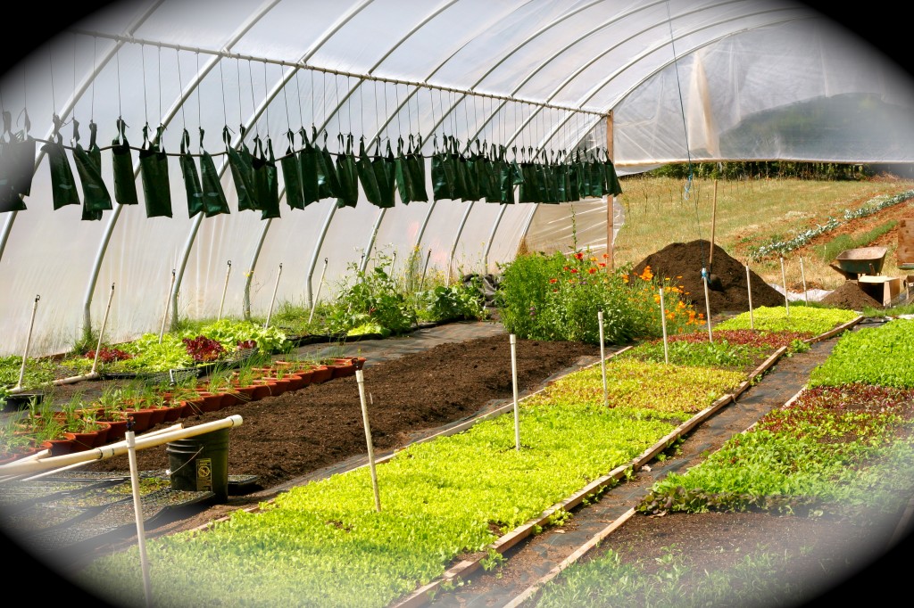 one of the greenhouses