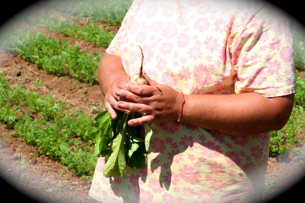 freshly picked turnips