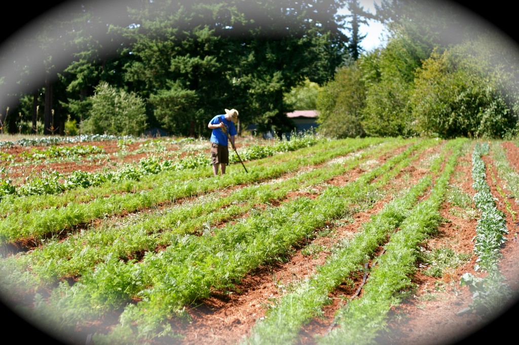 volunteer working the fields