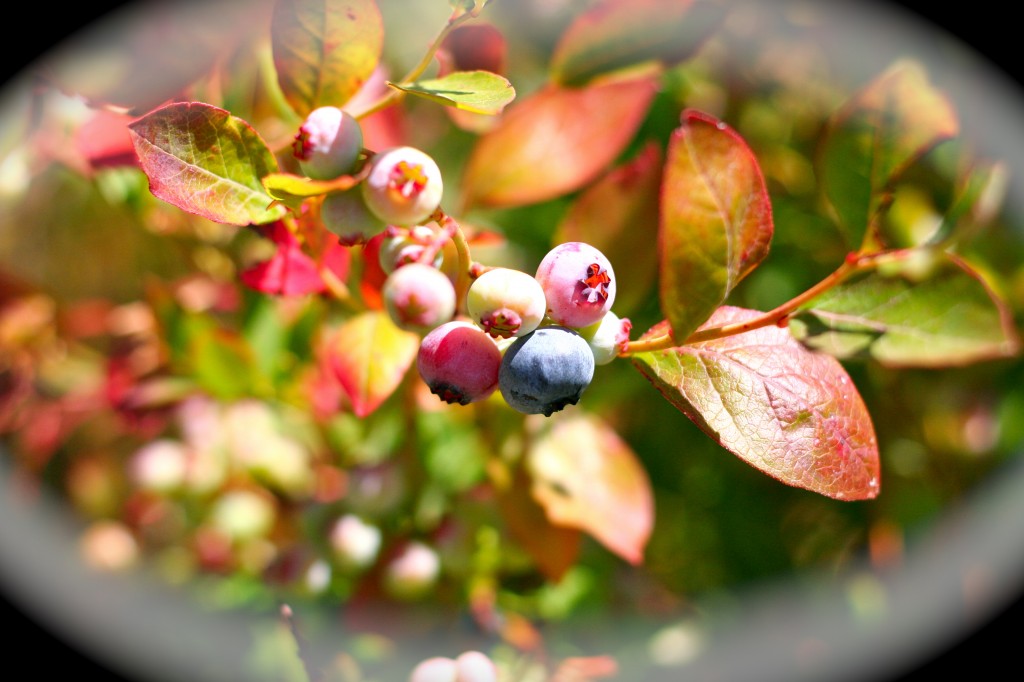 blueberries