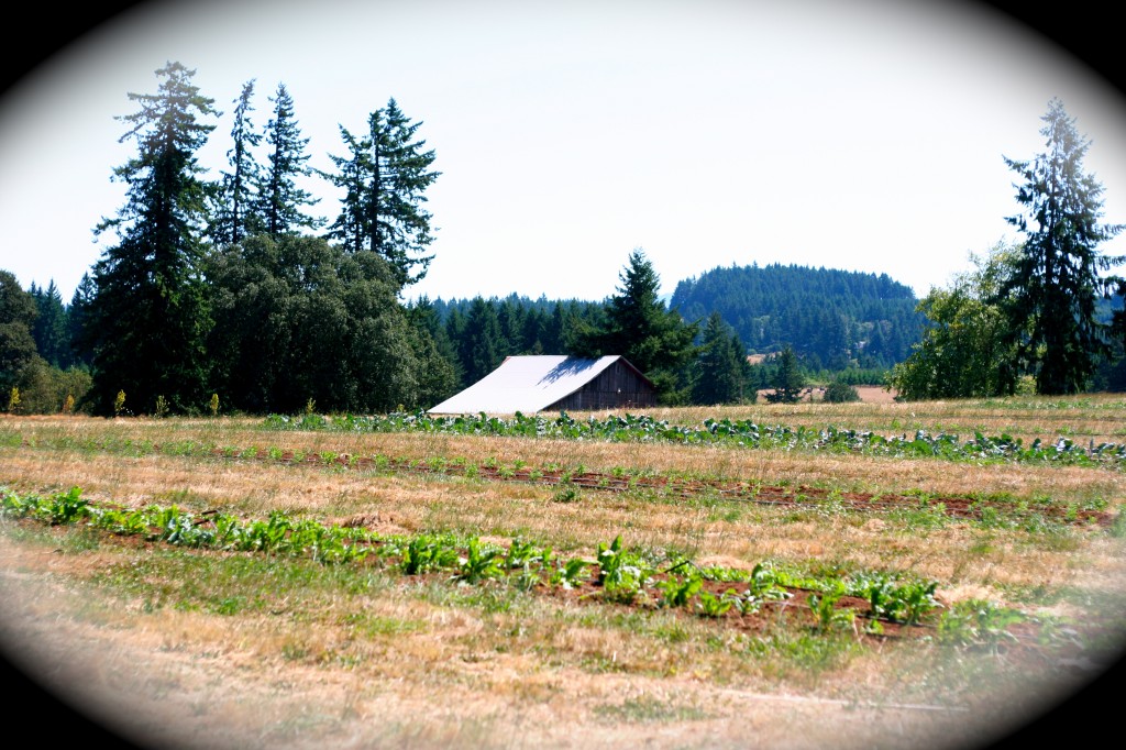 the organic farm- east side