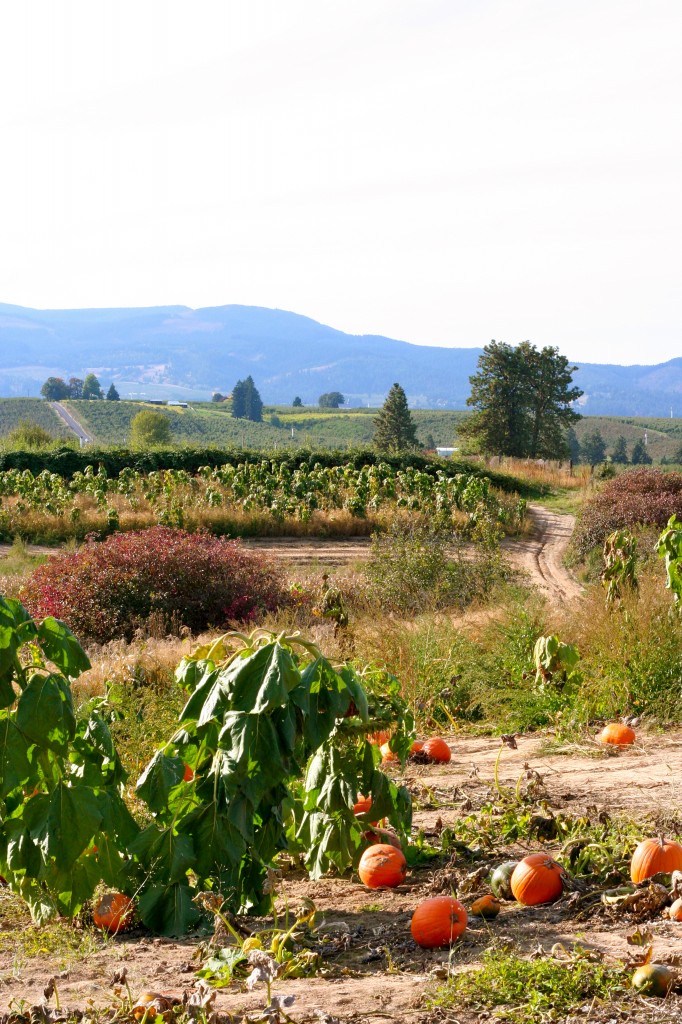 Pumpkin Patch