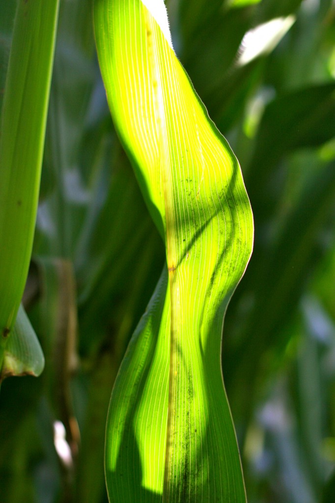 Corn Stalk