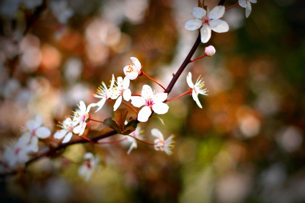 Spring Flowers